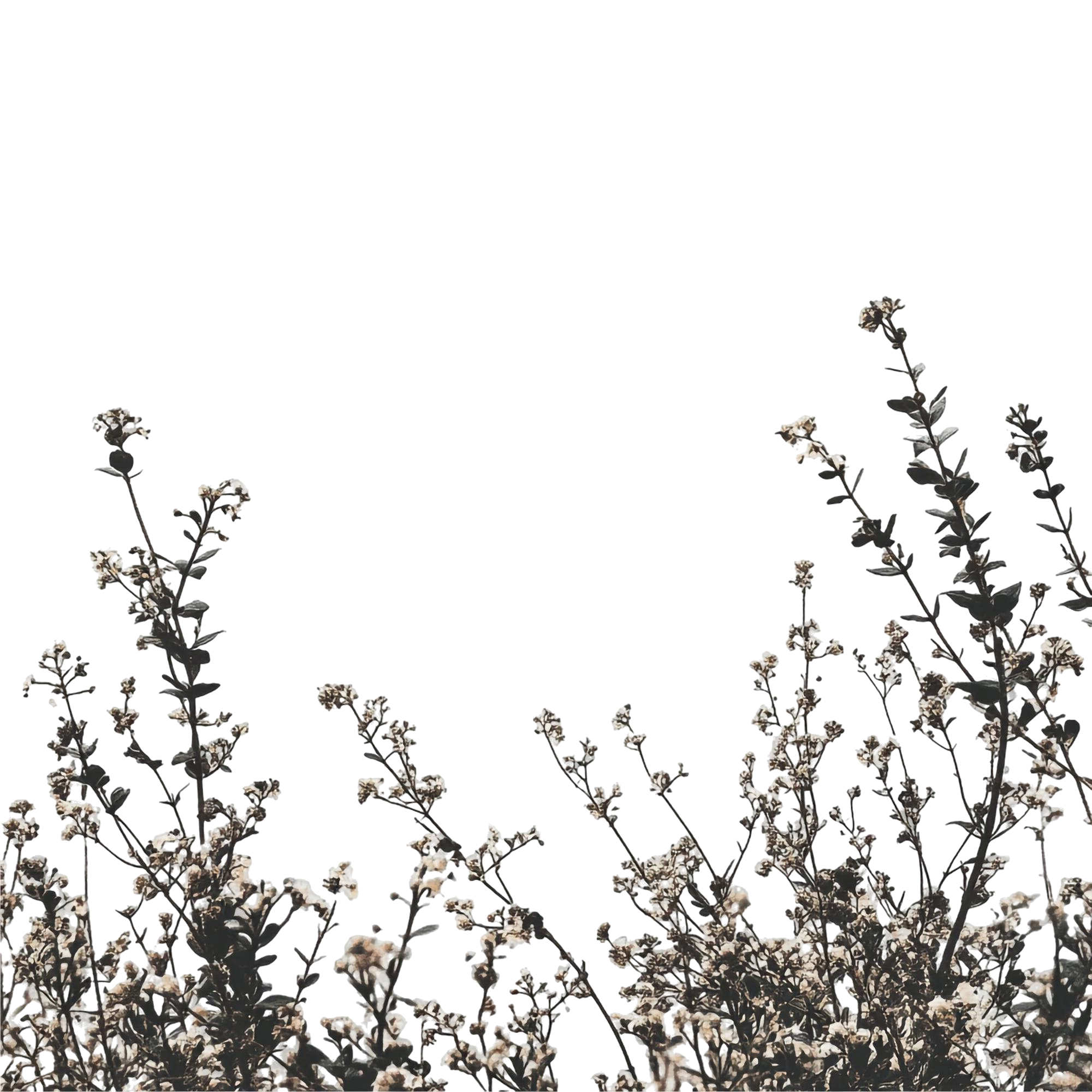 floral-frame-delicate-white-blossoms-against-transparent-background